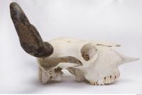 animal skull 0052